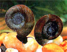 Planorbis