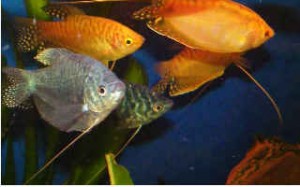 Gouramis