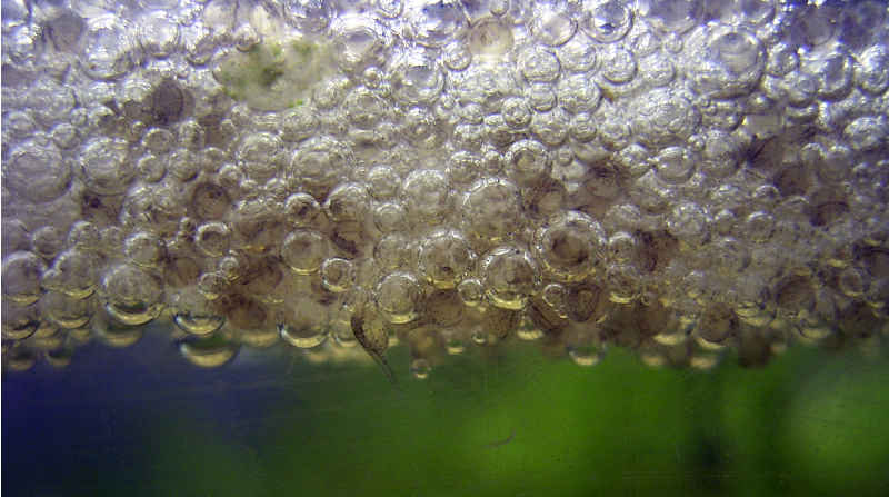 nido-burbujas