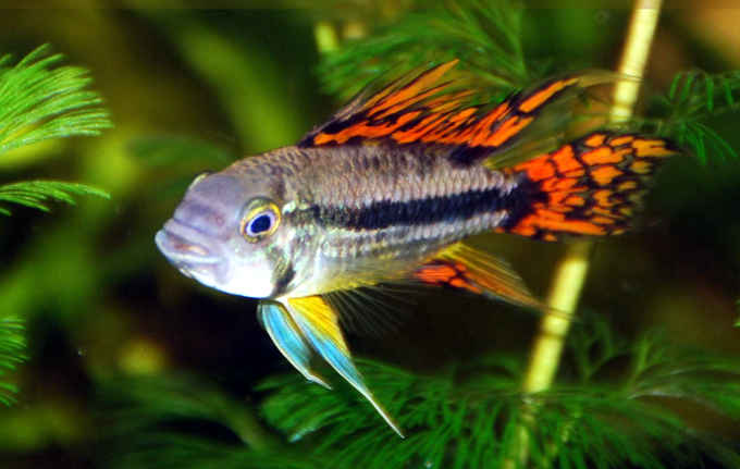 Apistogramma cacatuoides macho