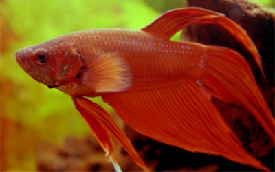 Betta Splendens, el luchador del Siam