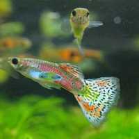 El Guppy, Poecilia reticulata