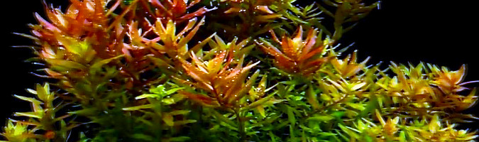 Rotala rotundifolia