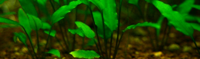 Cryptocoryne walkeri