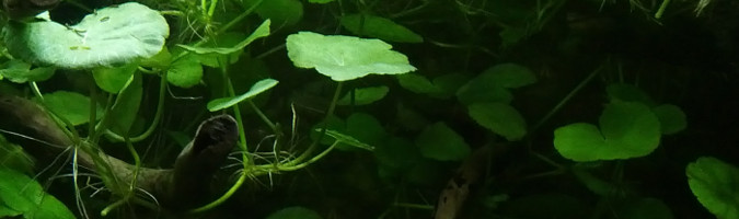 Hydrocotyle leucocephala