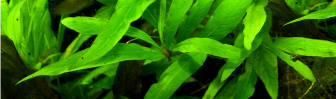 Hygrophila corymbosa