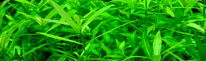 Hygrophila polysperma