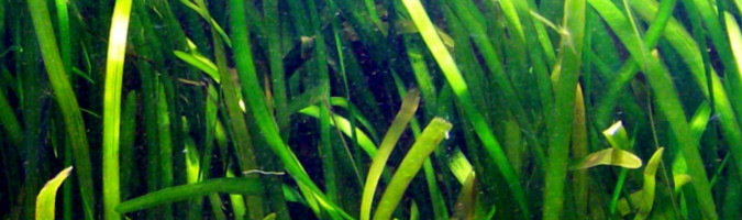 Vallisneria gigantea