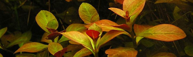 Ludwigia repens