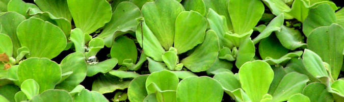 Pistia stratiotes