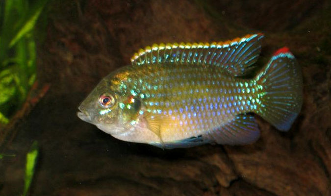 Anomalochromis Thomasi