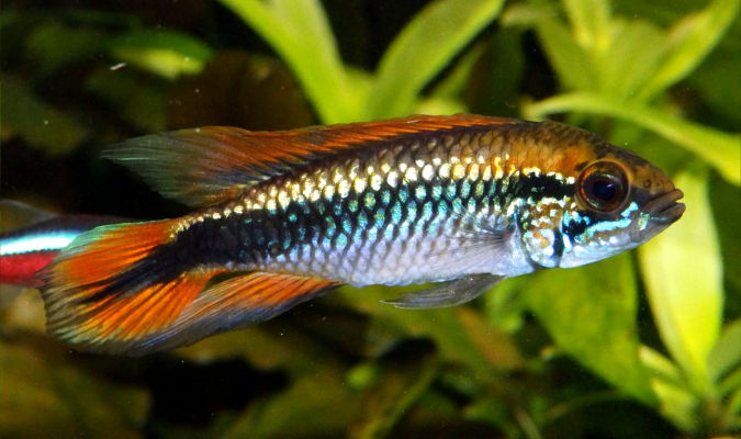 Apistogramma Agassizii