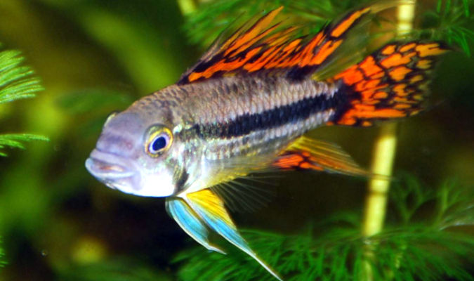 Apistogramma Cacatuoides