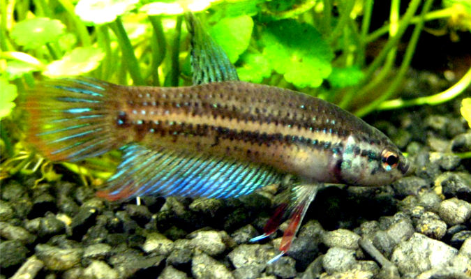 Betta Imbellis