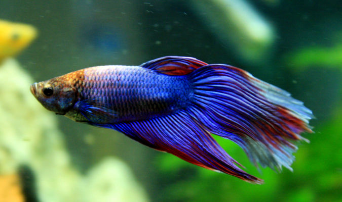 Betta Splendens