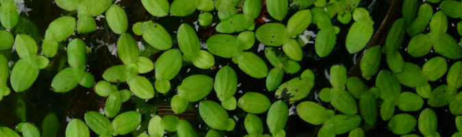 Lemna minor