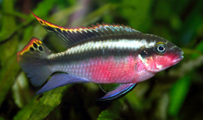 Pelvicachromis Pulcher