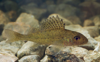 ¿Los peces duermen? ¿Cómo descansan?