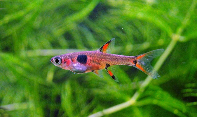 Rasbora Maculata