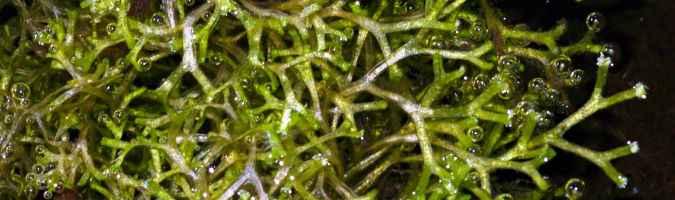 Riccia fluitans